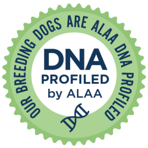 Windsor Creek Labradoodles are DNA profiled by ALAA.